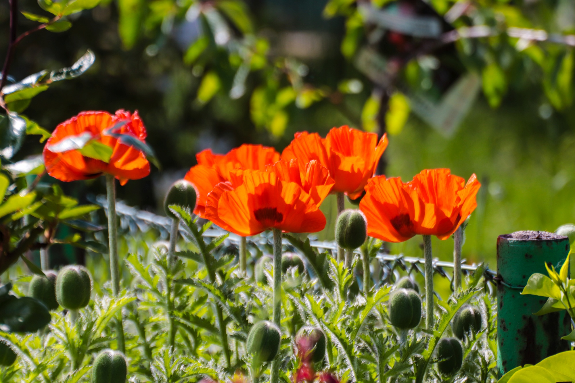 Mohn (c) Monika Herkens